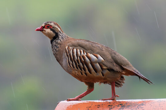 Una perdiz sobre un tejado