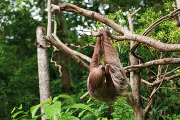Fototapeta premium The sloth hanging on the branches. Folivora or Bradypodidae or sloth animal eating in the zoo.