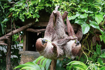 Fototapeta premium The sloth hanging on the branches. Folivora or Bradypodidae or sloth animal eating in the zoo.