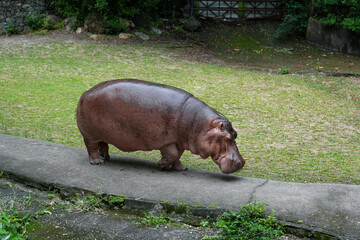 Hippopotamus at Khao Kheow Open
Zoo, Thailand . The hippopotamus, or common
hippopotamus, is a large, mostly herbivorous, semiaquatic mammal and ungulate native to sub-Saharan Africa.