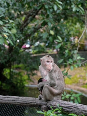 Monkey with cute baby, mother and child sitting on branch at open zoo Thailand.