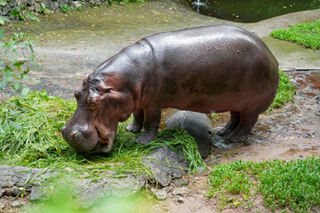 Hippopotamus at Khao Kheow Open
Zoo, Thailand . The hippopotamus, or common
hippopotamus, is a large, mostly herbivorous, semiaquatic mammal and ungulate native to sub-Saharan Africa.