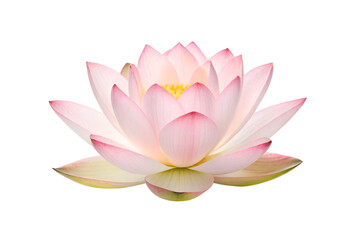 Serene Pink Lotus Flower A Symbol of Purity, Peace, and Enlightenment