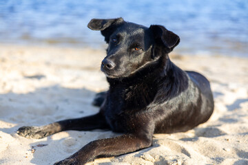 A dog lies on the beach with the sea in the background