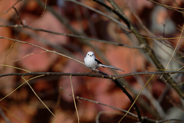 秋のシマエナガ