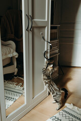 A small kitten plays with a hanging toy in the room.