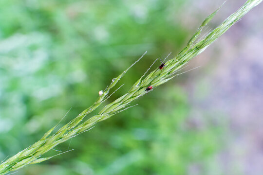 Dos garrapatas en una hierba por primavera