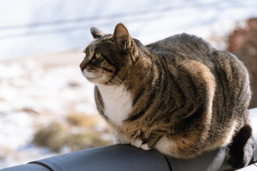 Temple Cat: Korean Stray Resting at a Buddhist Temple