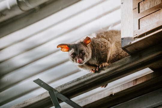 Brush tailed possum standing on a beam outside house.