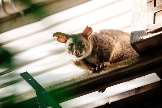 Brush tailed possum standing on a beam outside house.