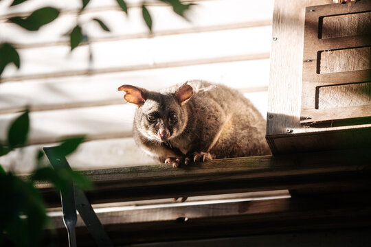 Brush tailed possum standing on a beam outside house.