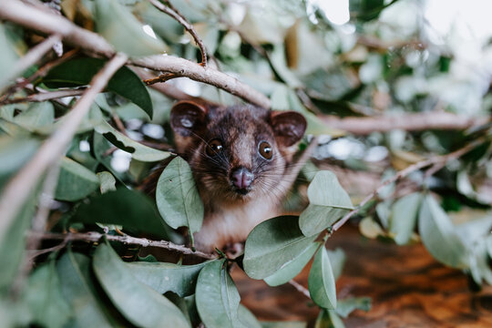 Small possum sticking out its head from cutdown branch of tree