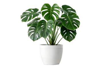 Lush Green Monstera Deliciosa Houseplant in White Pot Vibrant Indoor Foliage