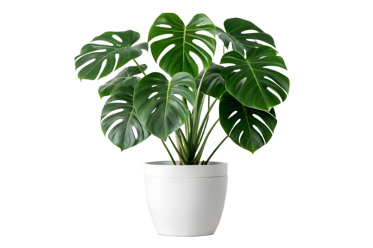 Lush Green Monstera Deliciosa Houseplant in White Pot Vibrant Indoor Foliage