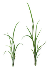 green grass isolated on white/The green grass stands alone in nature, fresh and vibrant.