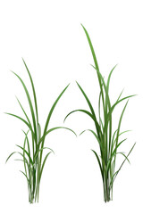 green grass isolated on white