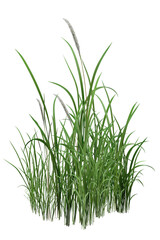 fresh green grass/Green grass plant isolated on white background – PNG format, nature concept.