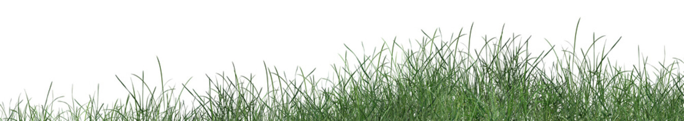 Fototapeta premium green grass isolated on white