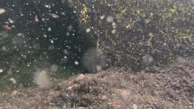fish swim in the muddy dark water