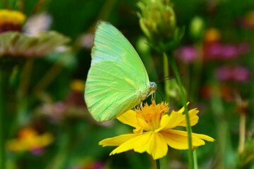 butterfly on a flower