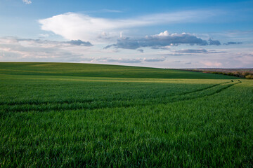 Fototapeta premium Agricultural Field with Young Green Wheat at Sunset – Scenic Agriculture Landscape Concept