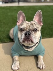 Fototapeta premium French Bulldog relaxing