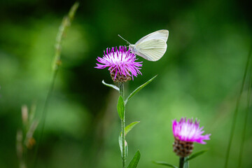 Le papillon blanc