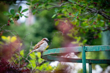 Le moineau