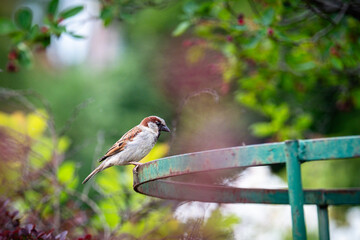 Le moineau
