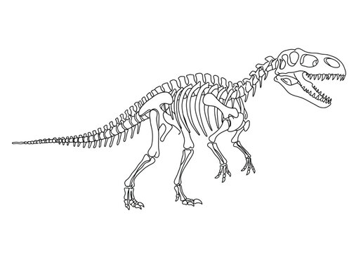 Dino skeleton drawing. It is a black and white outline image of a dinosaur skeleton, likely a T-Rex, showcasing its detailed bone structure. Vector sketch line art draw.
