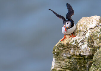 A Puffin lands on the Cliff top with its wings outstretched