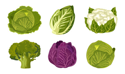 Cabbage in different varieties. Cauliflower, green cabbages, red, Chinese cabbage and broccoli. Vector illustration isolated on white background