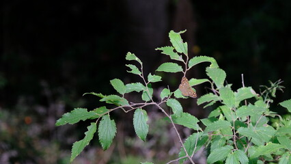 Young green leaves in forest