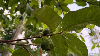 Young Green Guava Fruits on a Tree Branch