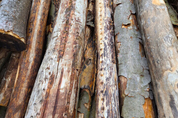 Natural Texture of Weathered Logs for Rustic Design and Craft Concepts
