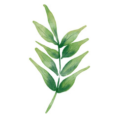 Watercolor leaf illustration. Spring and Summer theme. Flower arrangements for wedding card.