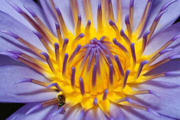 close up lotus flower yellow and purple color is so beautiful