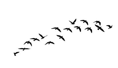 goose birds fly silhouette black isolated white background