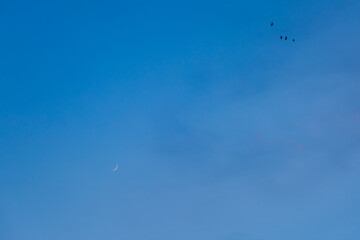 A delicate crescent moon glimmers softly in the expansive blue sky, while a small flock of birds...