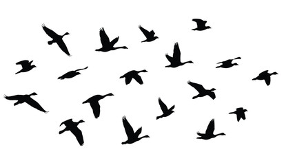 goose birds fly silhouette black isolated white background