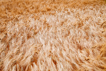 Golden waves of wheat on a summer field glow under the sun's rays.