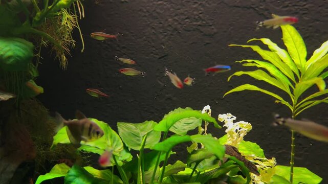 beautiful fish flapping their fins in the water