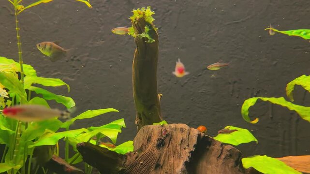 red and blue small aquarium fish