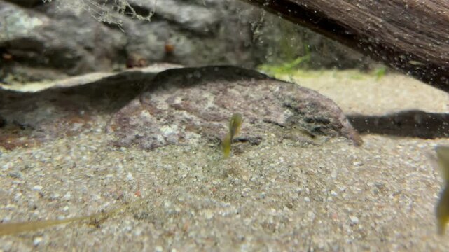fish swim near the seabed