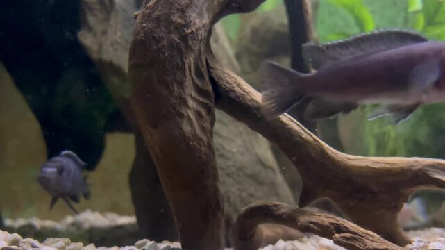 gray river fish swim near a tree