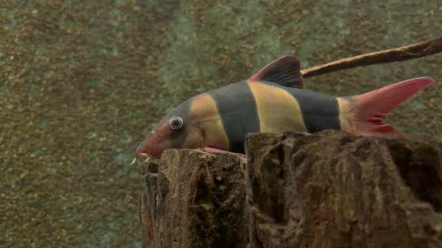 Two river fish in muddy water 