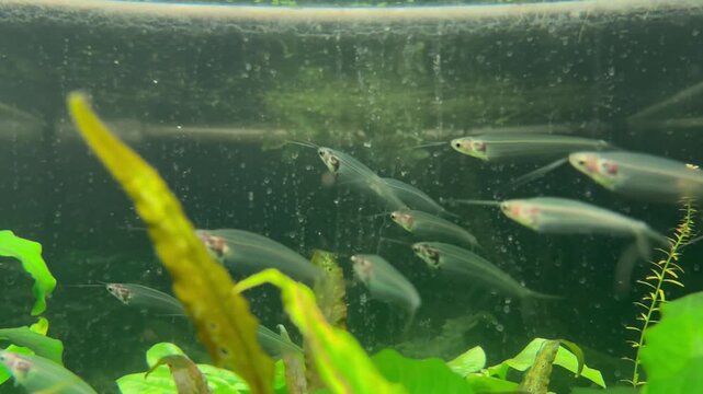 fish as transparent as glass