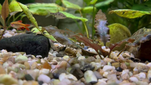 Underwater world: active fish in tank