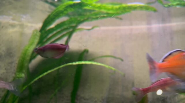 Vibrant fish tank with active swimmers