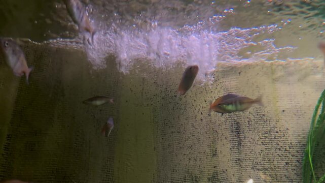 Beautiful fish swimming gracefully in aquarium